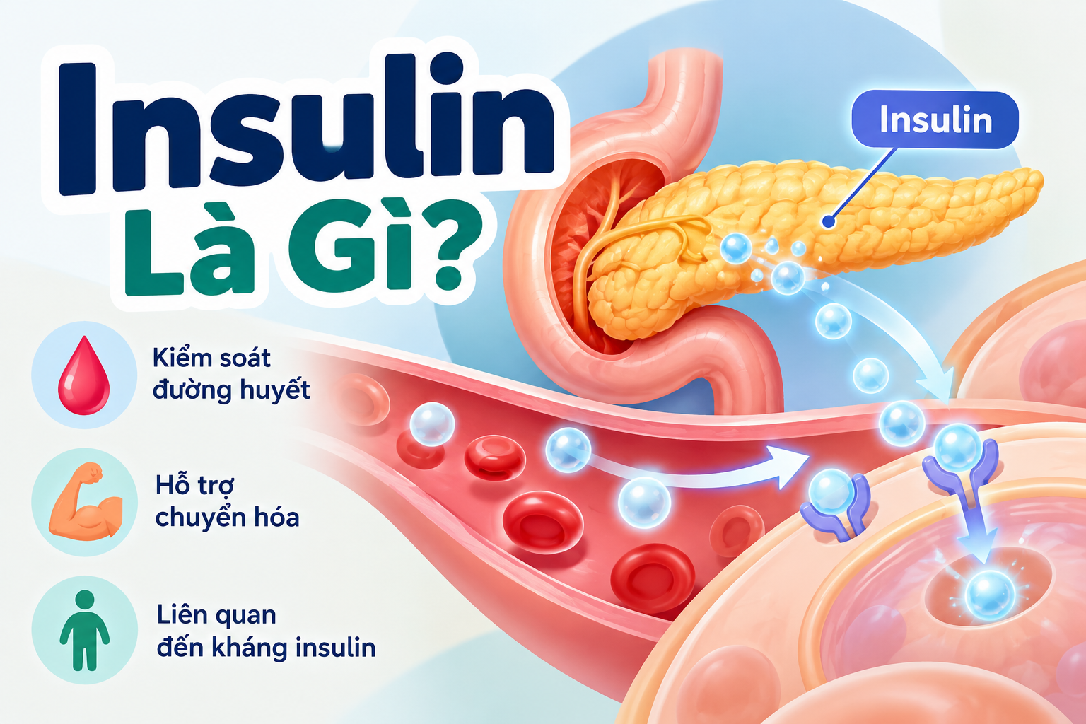 Insulin Là Gì? Vai Trò Của Insulin Và Tình Trạng Kháng Insulin